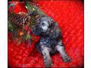 Cock-A-Poo Puppy for sale in Taylor, AR, USA