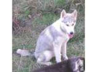 Siberian Husky Puppy for sale in GASTON, OR, USA