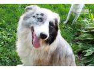 Australian Shepherd Puppy for sale in Janesville, WI, USA