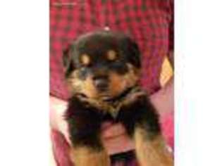 Rottweiler Puppy for sale in Unionville, TN, USA