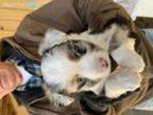 Miniature Australian Shepherd Puppy for sale in Dover, MO, USA