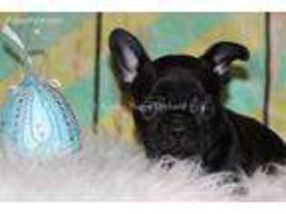 French Bulldog Puppy for sale in Bokchito, OK, USA