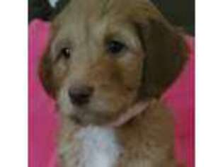 Goldendoodle Puppy for sale in Upperco, MD, USA
