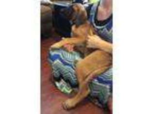Mastiff Puppy for sale in Richland, PA, USA