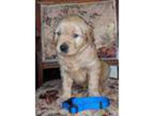 Golden Retriever Puppy for sale in Dansville, NY, USA