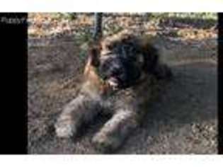 Soft Coated Wheaten Terrier Puppy for sale in Temecula, CA, USA