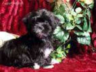 Shorkie Tzu Puppy for sale in Hartford, AR, USA