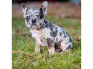French Bulldog Puppy for sale in Laneville, TX, USA