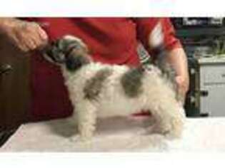 Havanese Puppy for sale in Athens, AL, USA
