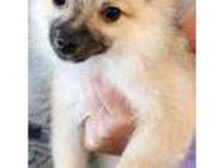 Pomeranian Puppy for sale in Clearwater, FL, USA