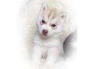 Siberian Husky Puppy for sale in Sandusky, MI, USA
