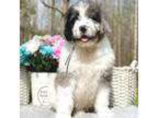 Newfoundland Puppy for sale in Statesville, NC, USA
