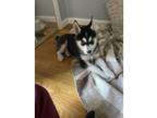 Siberian Husky Puppy for sale in Flushing, NY, USA