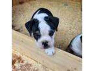 Olde English Bulldogge Puppy for sale in Shaftsbury, VT, USA