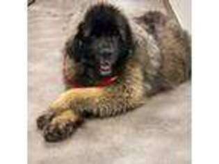 Leonberger Puppy for sale in Newton, UT, USA