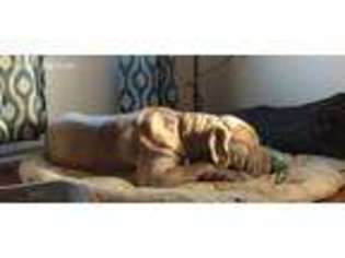Neapolitan Mastiff Puppy for sale in Prairie Home, MO, USA