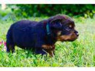 Rottweiler Puppy for sale in Oshkosh, WI, USA
