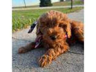 Mutt Puppy for sale in Decorah, IA, USA