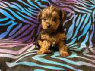 Yorkshire Terrier Puppy for sale in High Springs, FL, USA