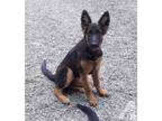German Shepherd Dog Puppy for sale in SARDIS, OH, USA