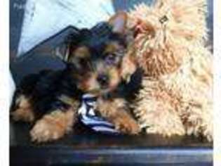 Yorkshire Terrier Puppy for sale in Winchester, OH, USA