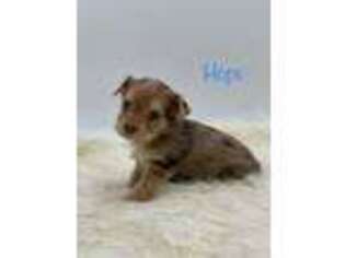 Yorkshire Terrier Puppy for sale in Mullins, SC, USA