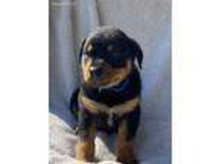 Rottweiler Puppy for sale in Gap, PA, USA