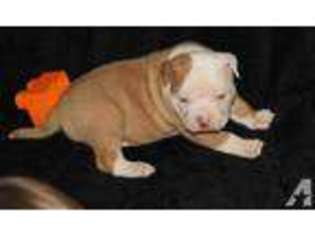 American Bulldog Puppy for sale in LEXINGTON, OK, USA