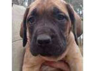 Mastiff Puppy for sale in Kinsman, OH, USA