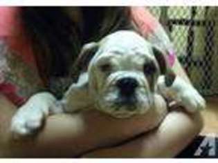 Olde English Bulldogge Puppy for sale in JARRATT, VA, USA