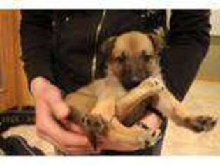Belgian Malinois Puppy for sale in Chippewa Falls, WI, USA