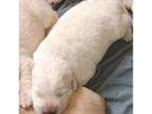 Labrador Retriever Puppy for sale in Nuevo, CA, USA