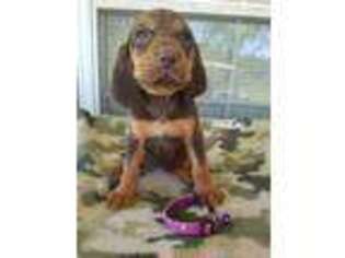 Bloodhound Puppy for sale in Ashburn, GA, USA