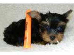 Yorkshire Terrier Puppy for sale in MESA, AZ, USA