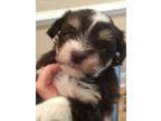Mutt Puppy for sale in Ridgeville, SC, USA