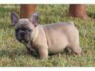 French Bulldog Puppy for sale in Crosby, TX, USA