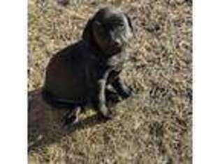 Labrador Retriever Puppy for sale in Aynor, SC, USA