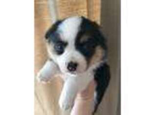 Pembroke Welsh Corgi Puppy for sale in Browerville, MN, USA