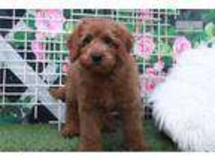 Goldendoodle Puppy for sale in Atlanta, GA, USA