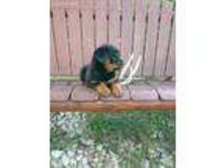 Rottweiler Puppy for sale in Greenfield, IA, USA