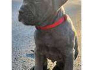 Mastiff Puppy for sale in Amherst, NH, USA