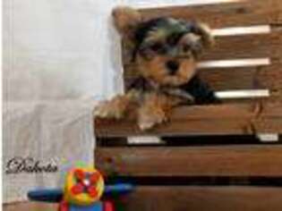 Yorkshire Terrier Puppy for sale in Catlett, VA, USA