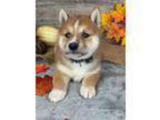 Shiba Inu Puppy for sale in Bristol, IN, USA