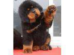 Tibetan Mastiff Puppy for sale in Greenwich, CT, USA
