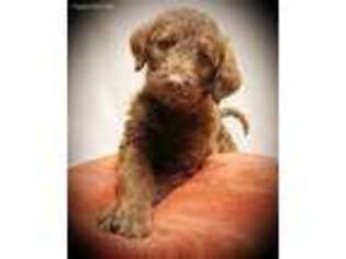 Labradoodle Puppy for sale in Sevierville, TN, USA