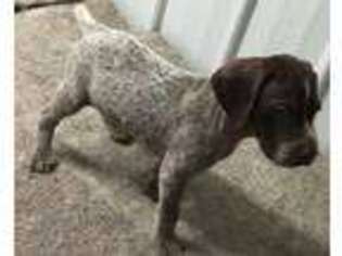 German Shorthaired Pointer Puppy for sale in Koshkonong, MO, USA