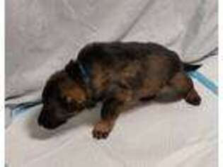 German Shepherd Dog Puppy for sale in Detroit, MI, USA