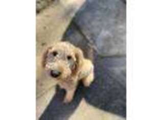 Goldendoodle Puppy for sale in Conyers, GA, USA