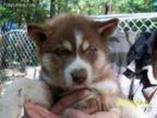 Siberian Husky Puppy for sale in Mio, MI, USA