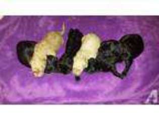 Labradoodle Puppy for sale in SALISBURY, NC, USA
